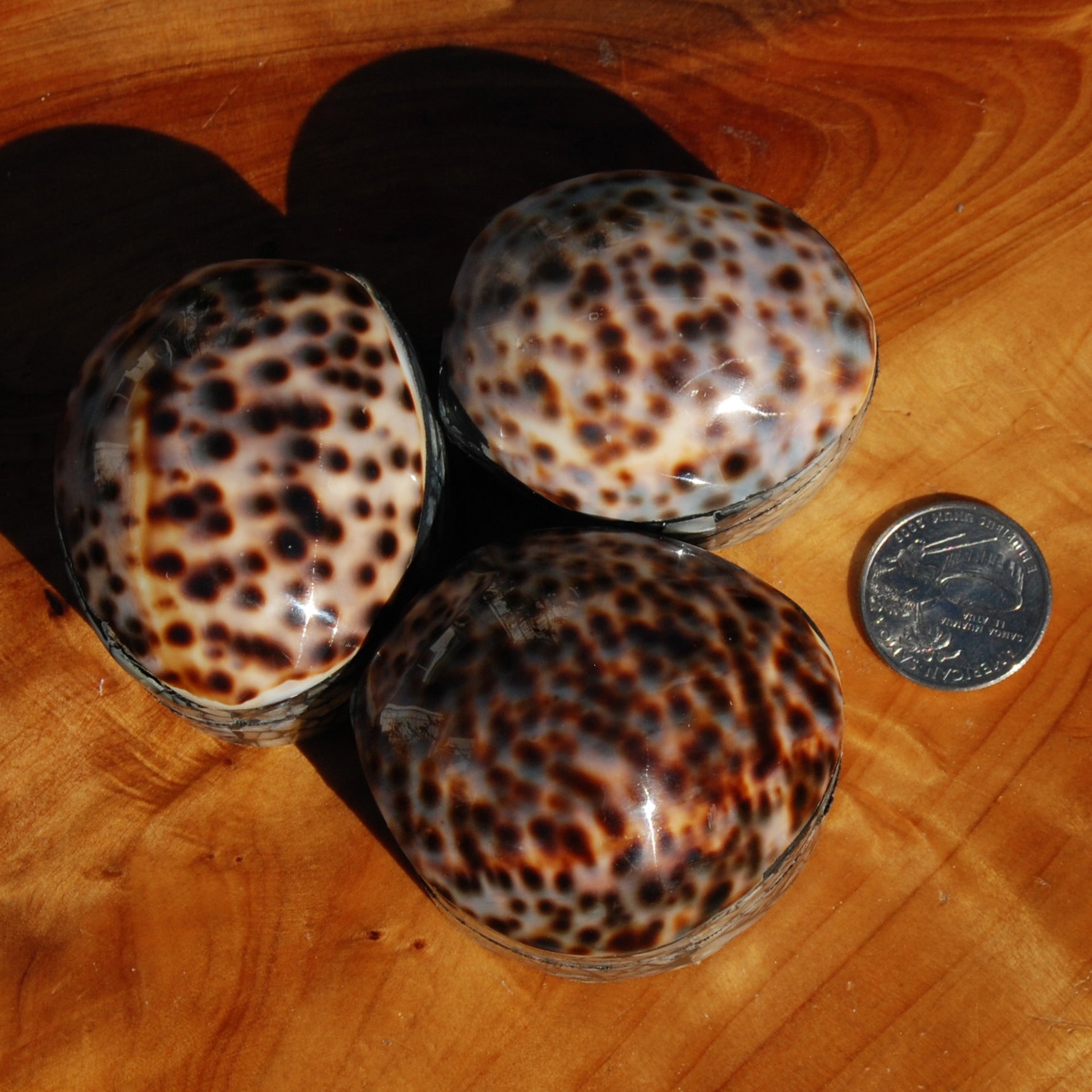 Tiger Cowrie Shell Trinket Box 2.5in Mother of Pearl Box