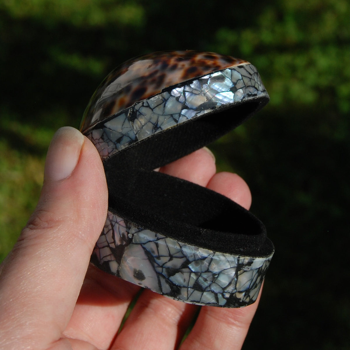 Tiger Cowrie Shell Trinket Box 2.5in Mother of Pearl Box