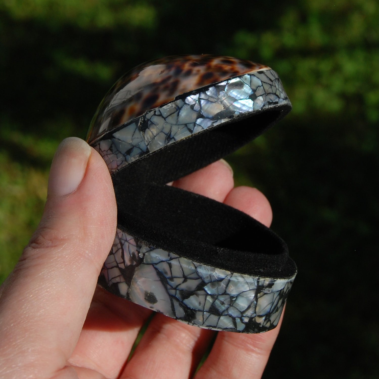 Tiger Cowrie Shell Trinket Box 2.5in Mother of Pearl Box