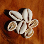 Small Cut Money Cowrie Shells, Cypraea moneta Cowries, Obi Throwing