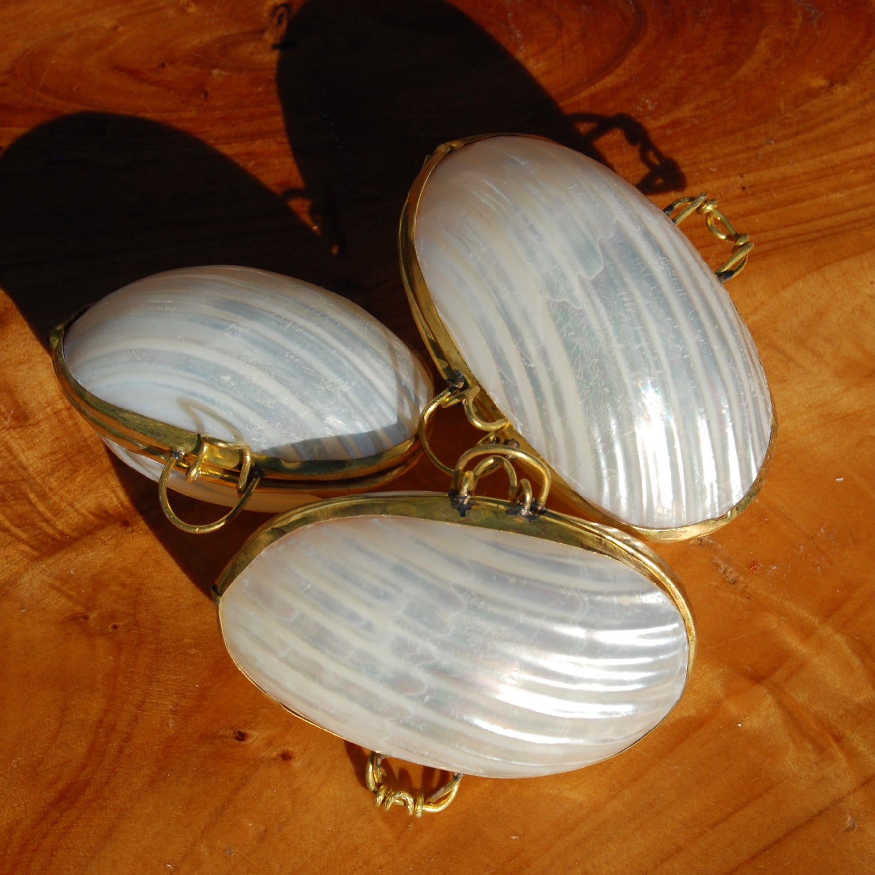 Silvermouth Turbo Shell Coin Purse 2in Seashell Pill Box