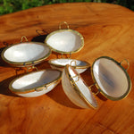 Silvermouth Turbo Shell Coin Purse 2in Seashell Pill Box