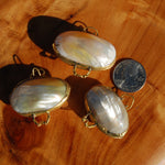 Goldmouth Turbo Shell Coin Purse 1.5in Seashell Pill Box