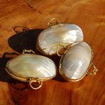 Goldmouth Turbo Shell Coin Purse 1.5in Seashell Pill Box