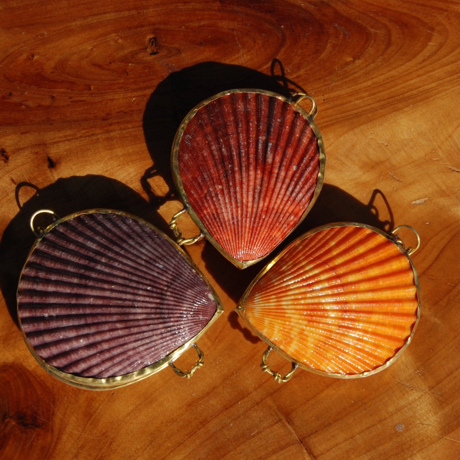 ONE Colorful Pectin Shell Coin Purse 2.5-3in Seashell Pill Box