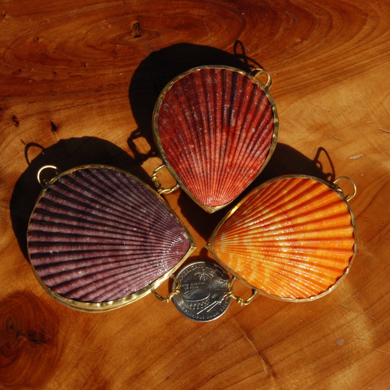 ONE Colorful Pectin Shell Coin Purse 2.5-3in Seashell Pill Box