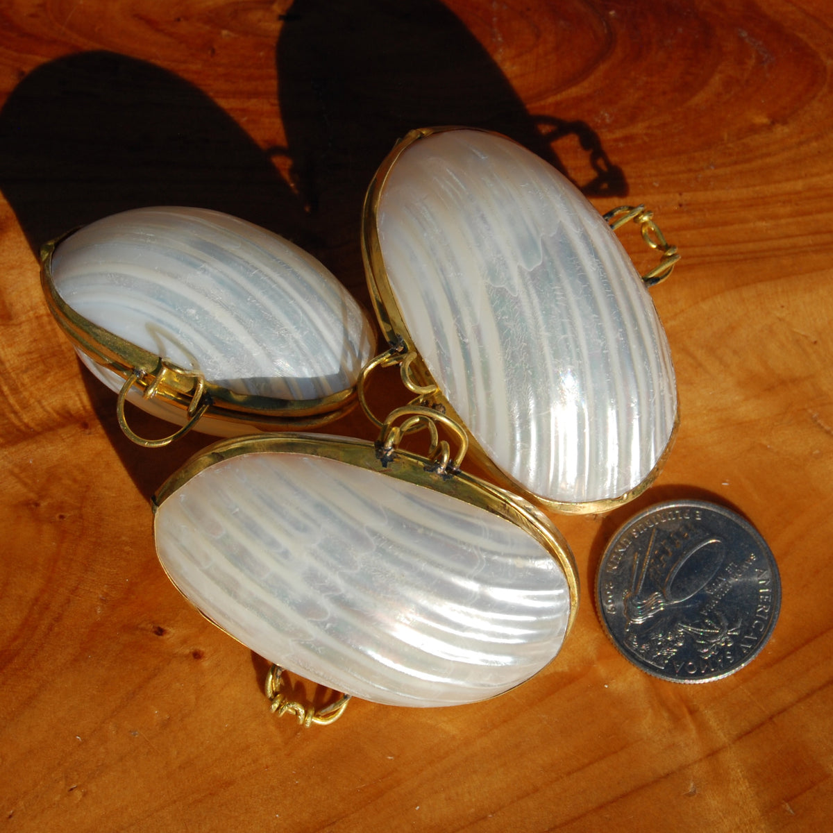 Silvermouth Turbo Shell Coin Purse 2in Seashell Pill Box