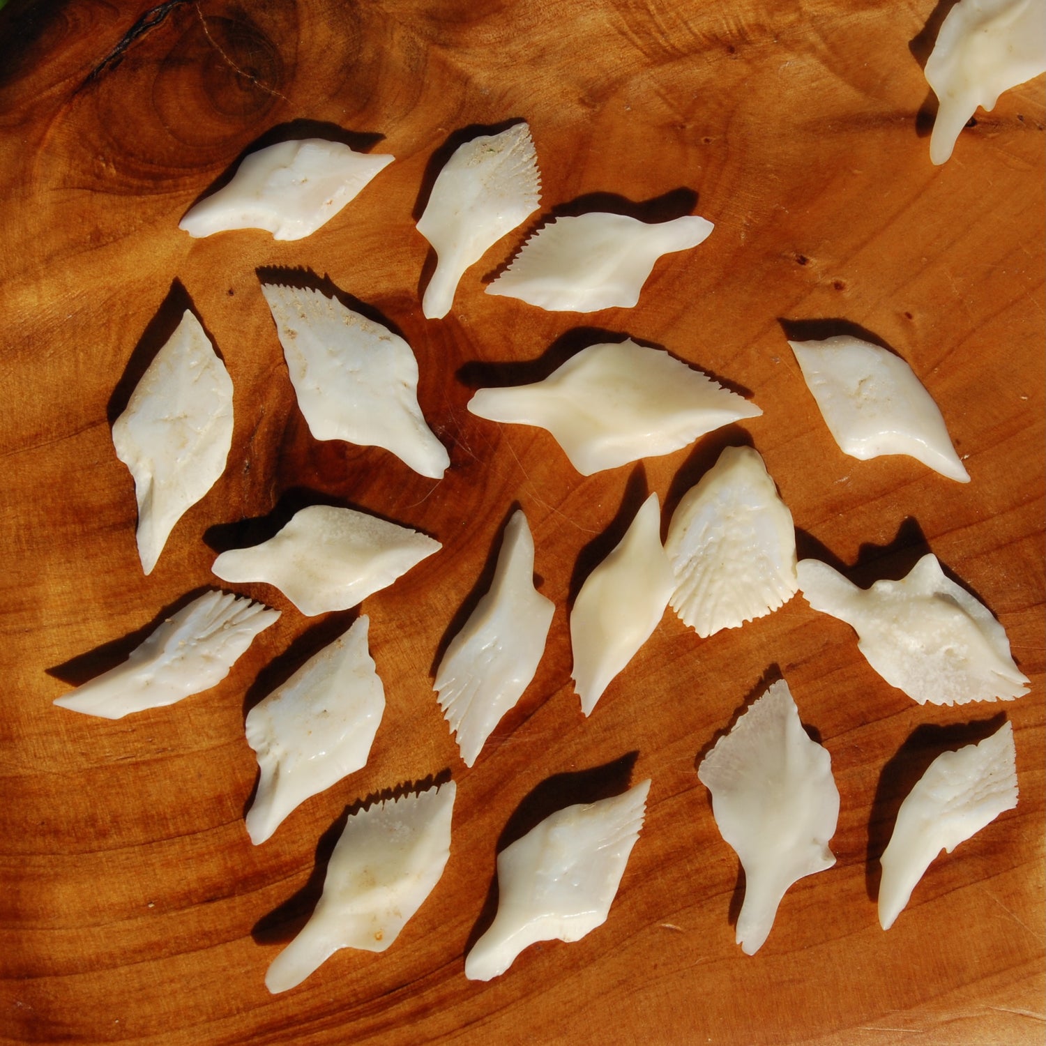 10pcs XL White Gar Fish Scales 1-1.5in Natural Craft Supplies