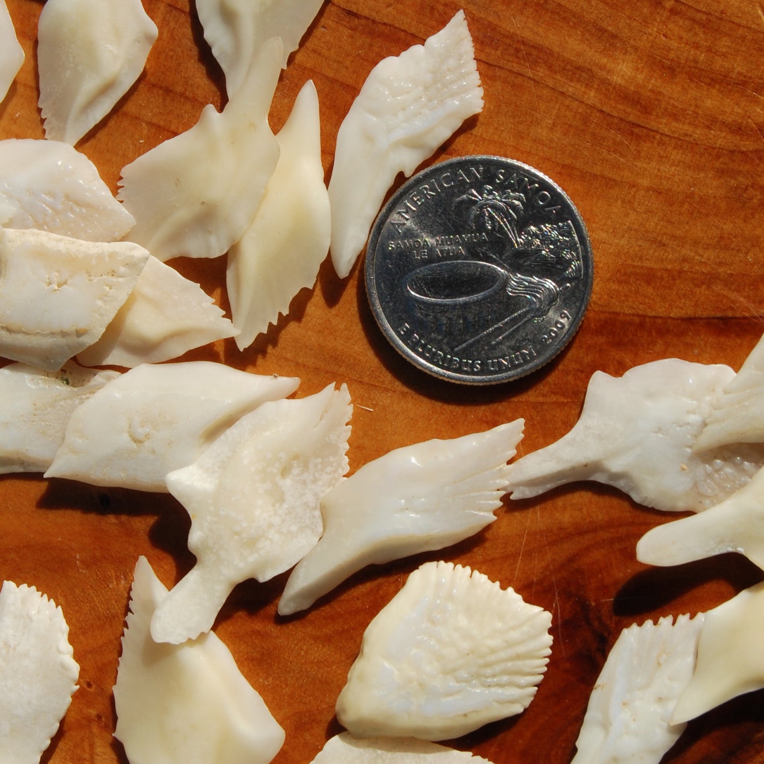 10pcs XL White Gar Fish Scales 1-1.5in Natural Craft Supplies