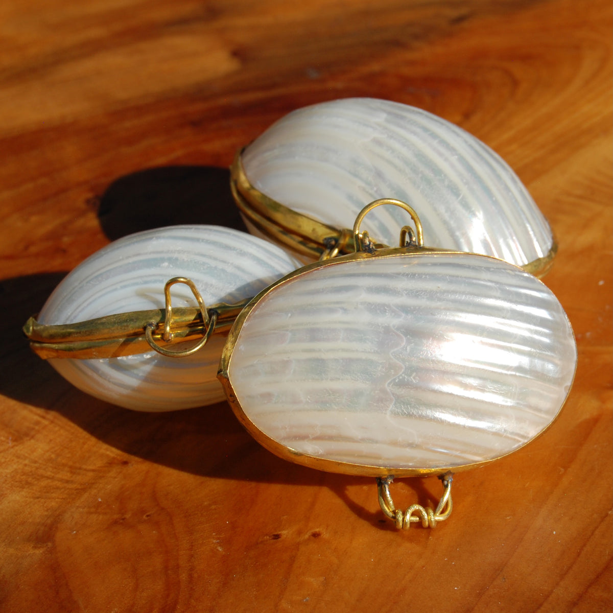Silvermouth Turbo Shell Coin Purse 2in Seashell Pill Box