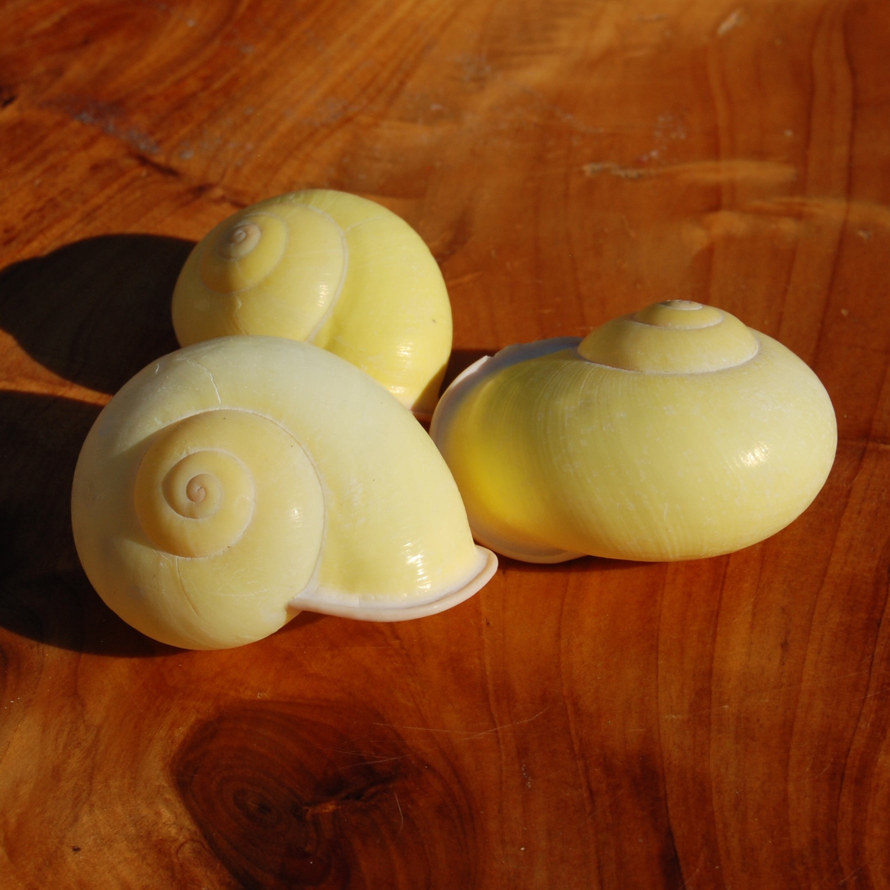 Yellow Land Snail Shell 2", Natural Canary Snail Calocochlea festiva Seashell
