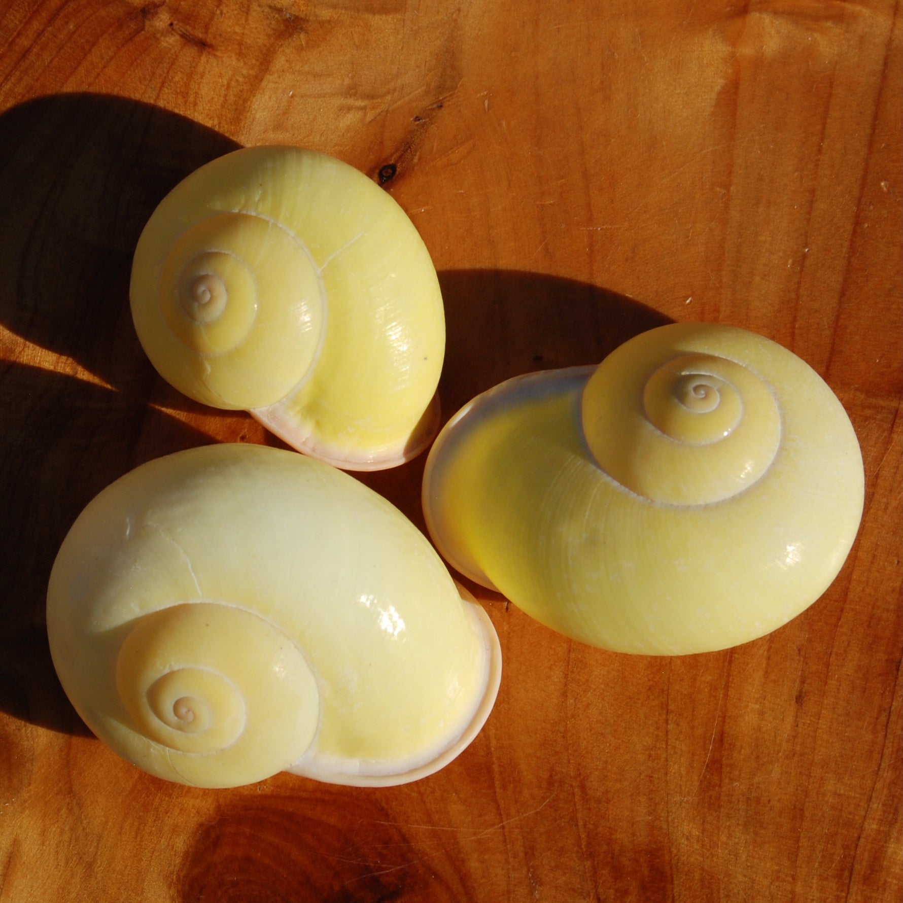 Yellow Land Snail Shell 2", Natural Canary Snail Calocochlea festiva Seashell