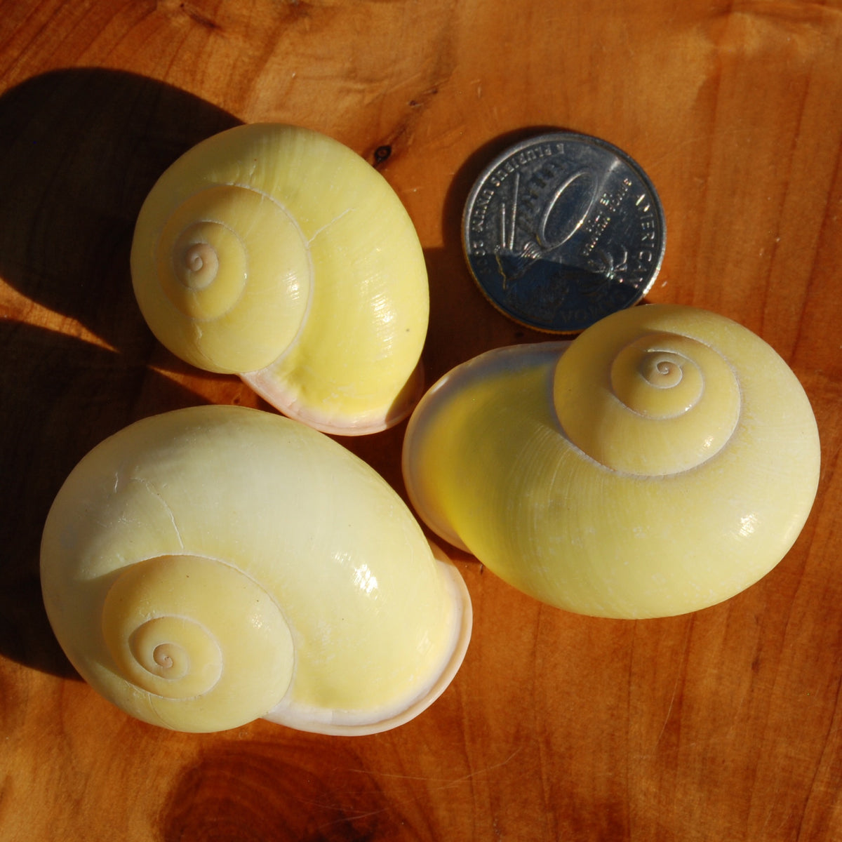 Yellow Land Snail Shell 2", Natural Canary Snail Calocochlea festiva Seashell