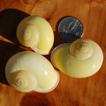 Yellow Land Snail Shell 2", Natural Canary Snail Calocochlea festiva Seashell