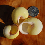 Yellow Land Snail Shell 2", Natural Canary Snail Calocochlea festiva Seashell