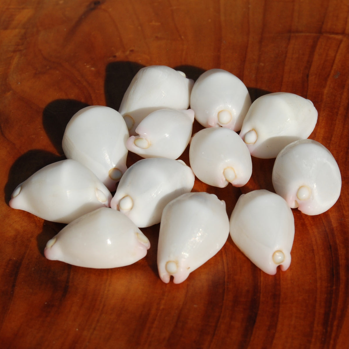 Pink Egg Cowrie Shells, Natural Wart Cowry Calpurnus verrucosus Seashells