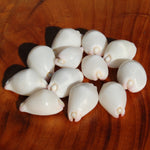Pink Egg Cowrie Shells, Natural Wart Cowry Calpurnus verrucosus Seashells