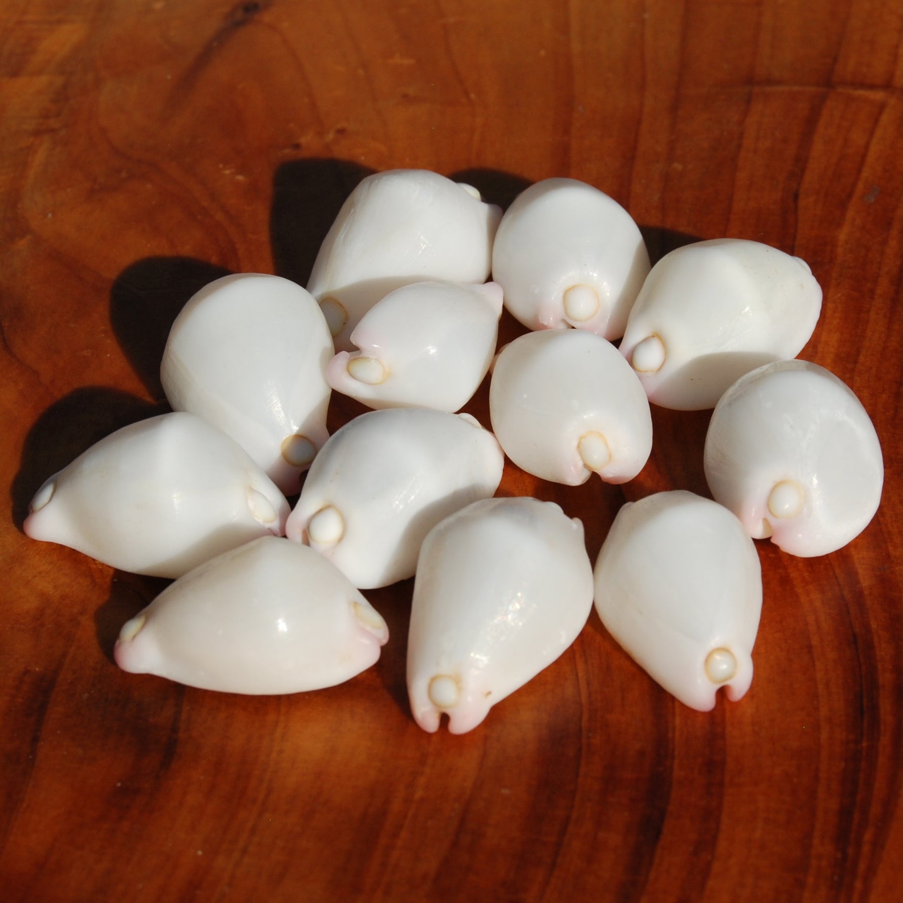 Pink Egg Cowrie Shells, Natural Wart Cowry Calpurnus verrucosus Seashells