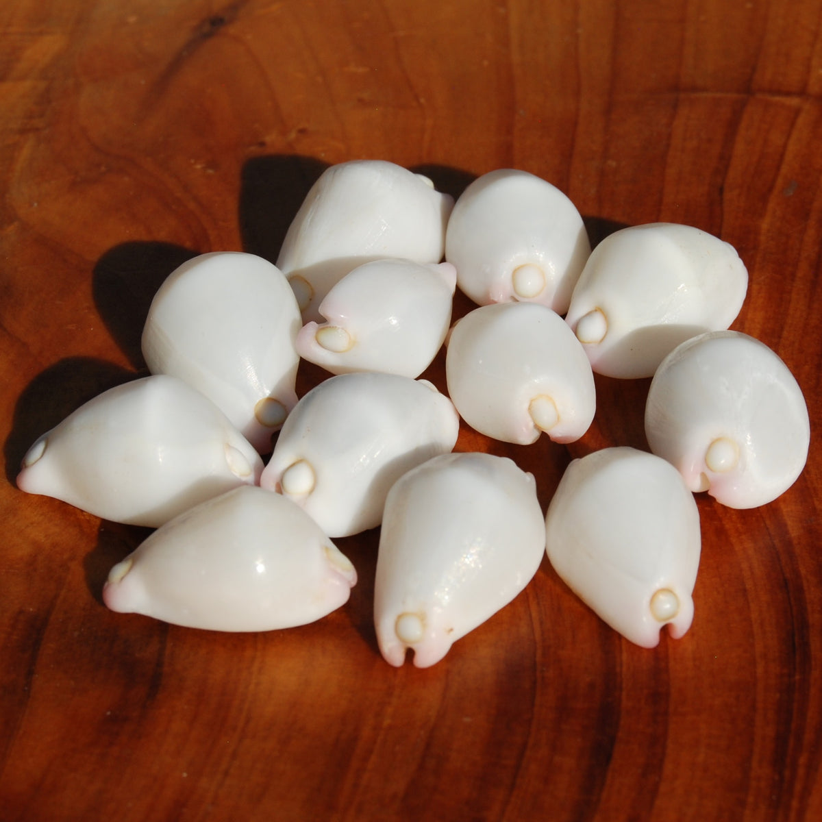 Pink Egg Cowrie Shells, Natural Wart Cowry Calpurnus verrucosus Seashells