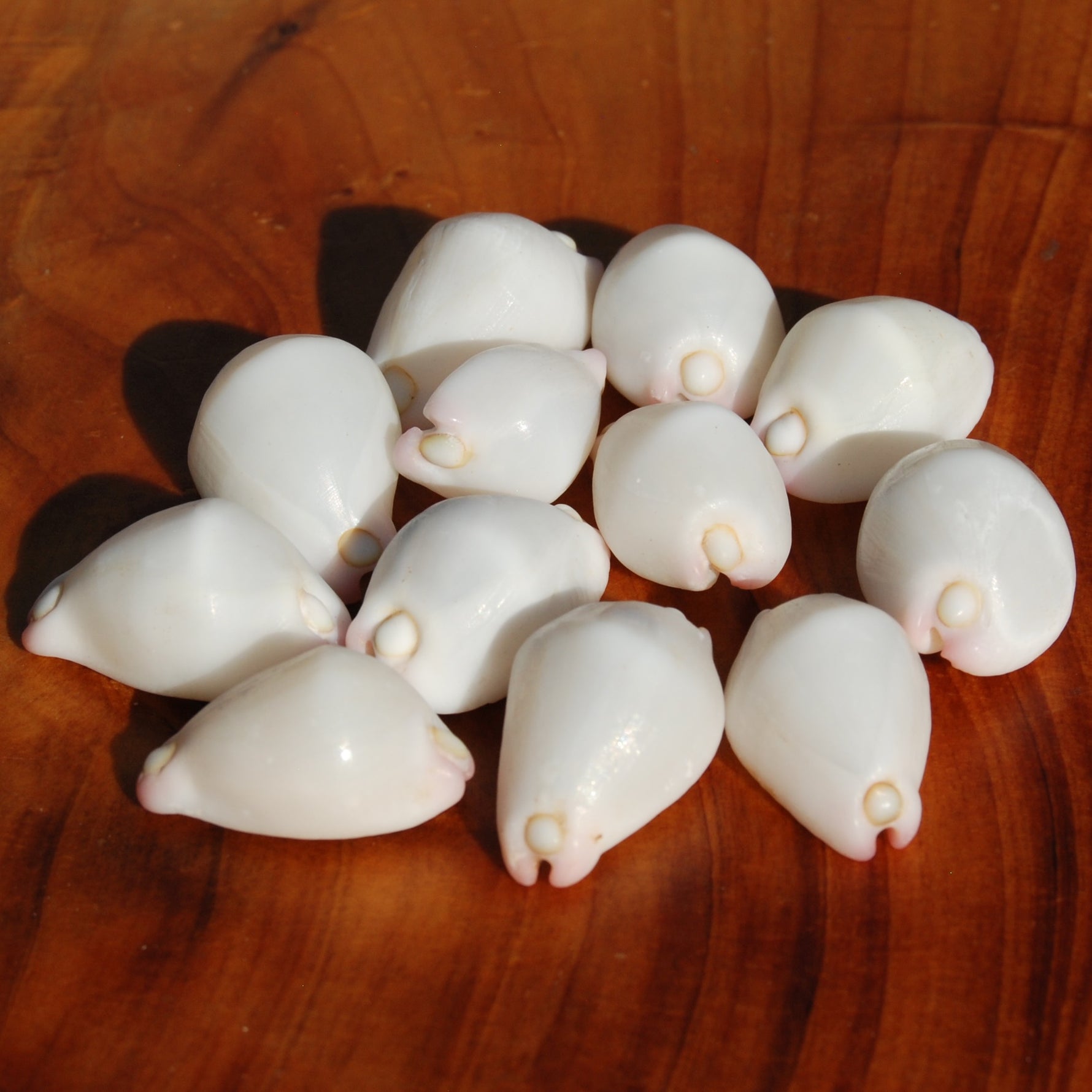Pink Egg Cowrie Shells, Natural Wart Cowry Calpurnus verrucosus Seashells