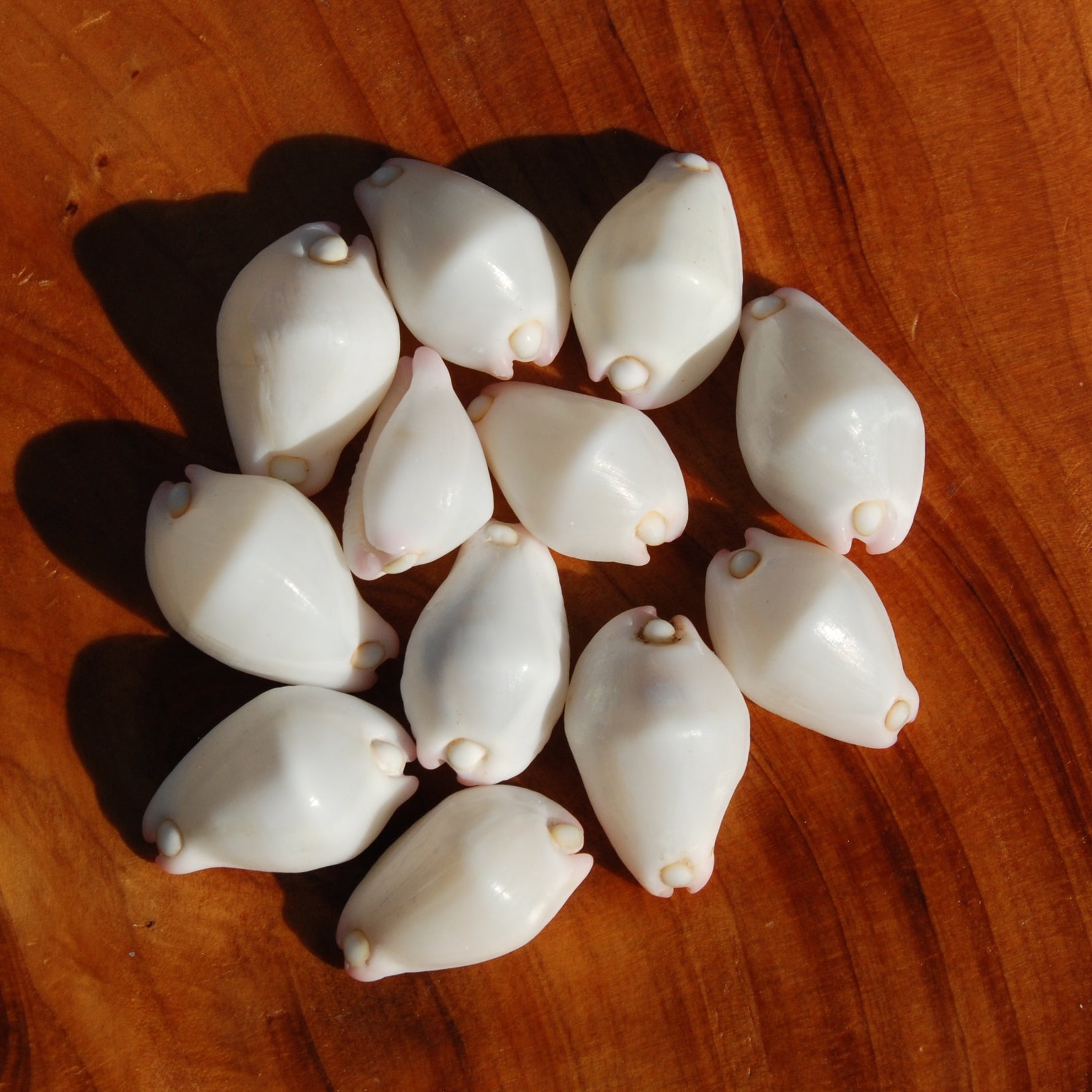 Pink Egg Cowrie Shells, Natural Wart Cowry Calpurnus verrucosus Seashells