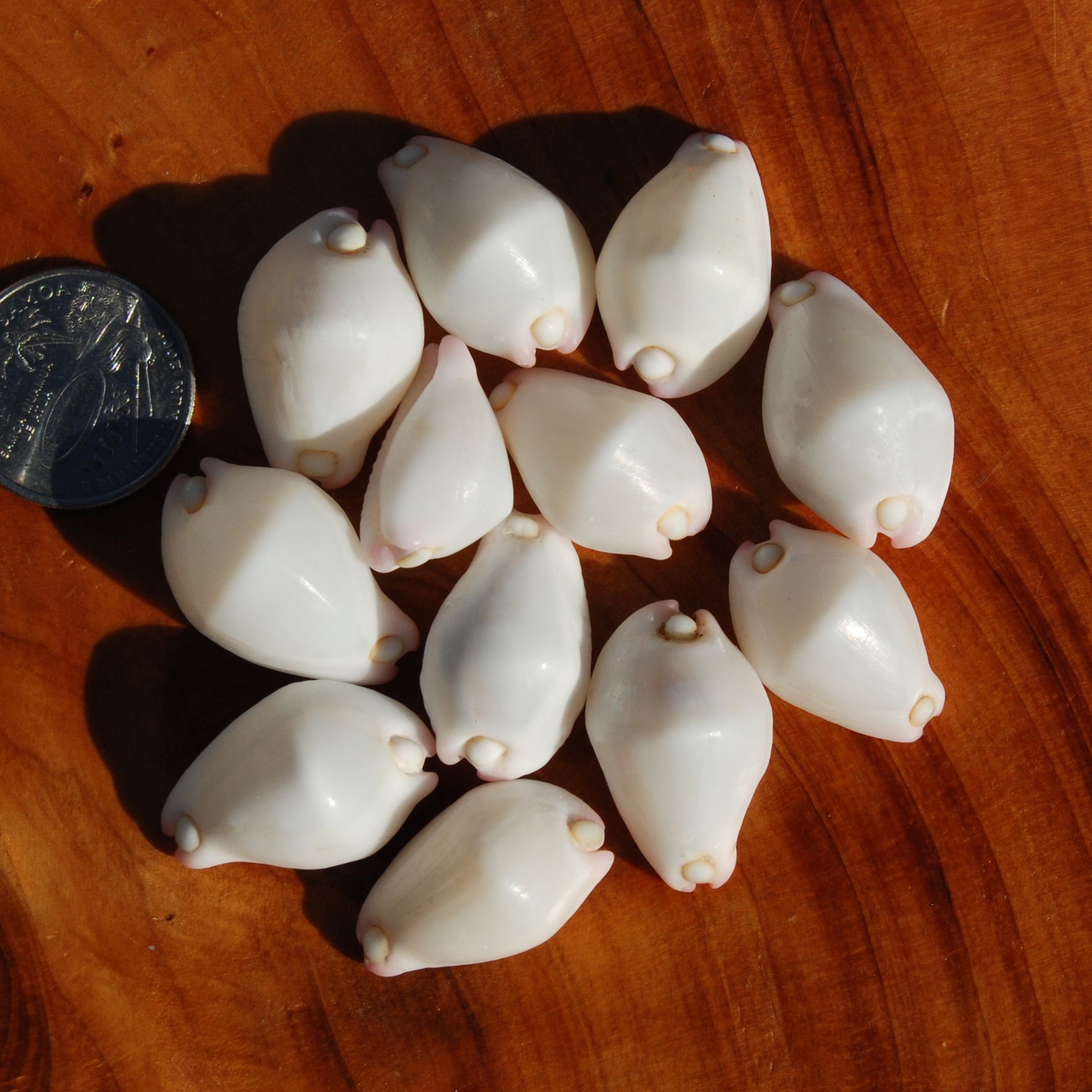 Pink Egg Cowrie Shells, Natural Wart Cowry Calpurnus verrucosus Seashells
