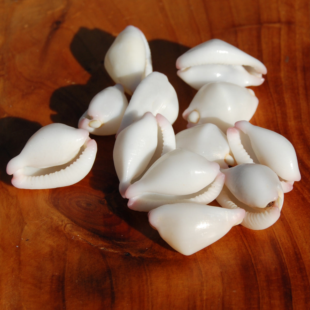 Pink Egg Cowrie Shells, Natural Wart Cowry Calpurnus verrucosus Seashells