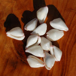 Pink Egg Cowrie Shells, Natural Wart Cowry Calpurnus verrucosus Seashells