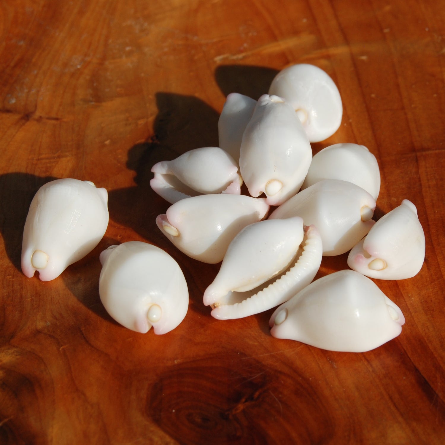 Pink Egg Cowrie Shells, Natural Wart Cowry Calpurnus verrucosus Seashells