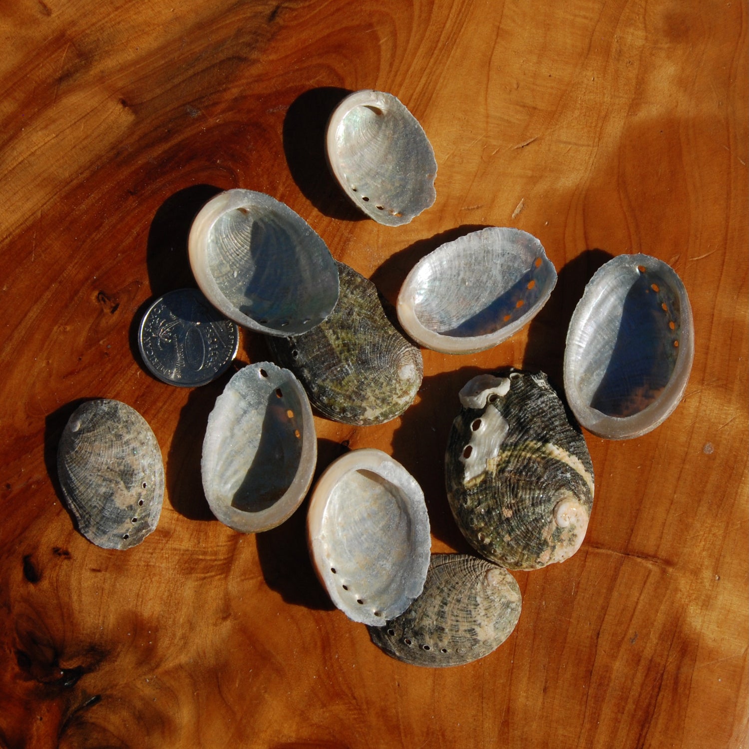 6pcs Tiny Black Abalone shells 1-2in Natural Craft Supplies