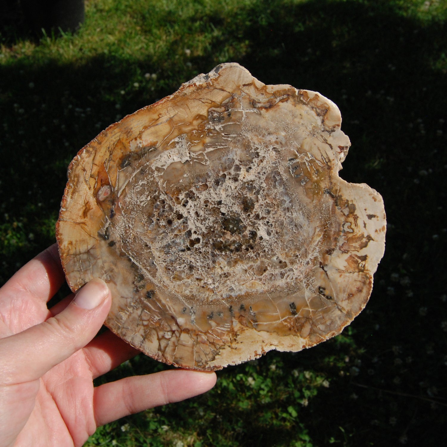 Large Petrified Wood Slab - 6" 1.6LB Altar Tile Stone of Transformation, Grounding & Ancient Wisdom