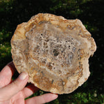 Petrified Wood Slab