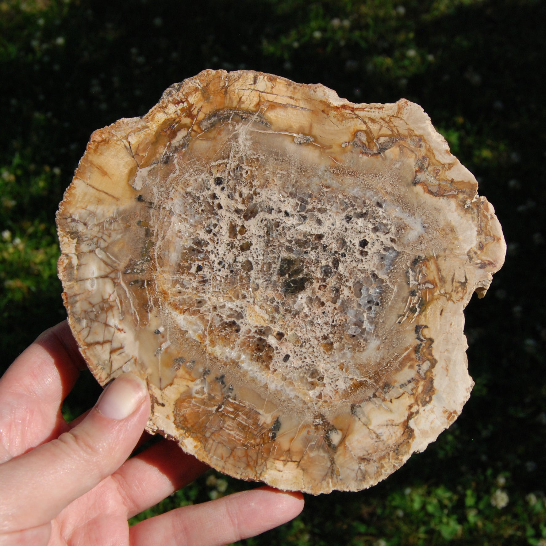 Petrified Wood Slab