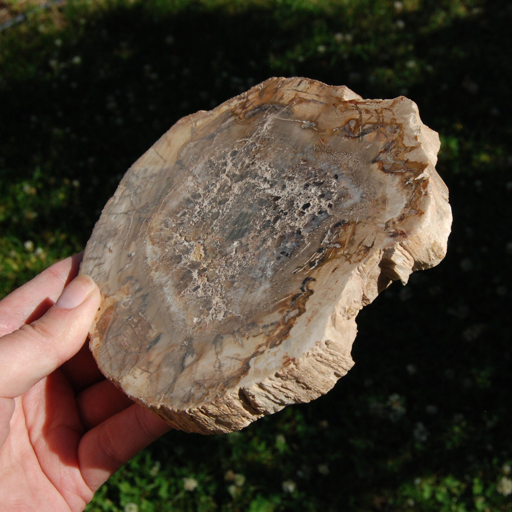 Petrified Wood Slab