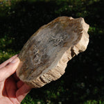 Petrified Wood Slab
