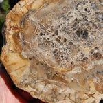Petrified Wood Slab
