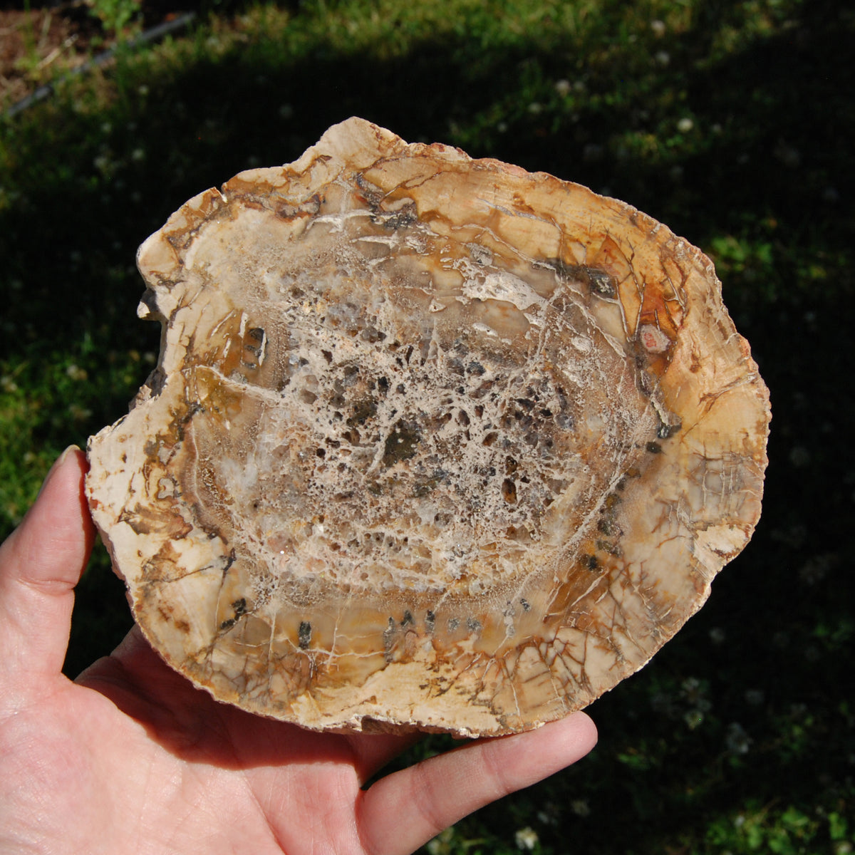 Petrified Wood Slab