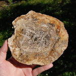 Petrified Wood Slab