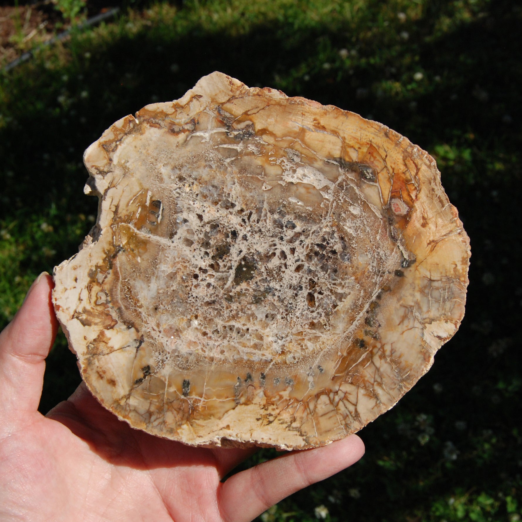 Petrified Wood Slab