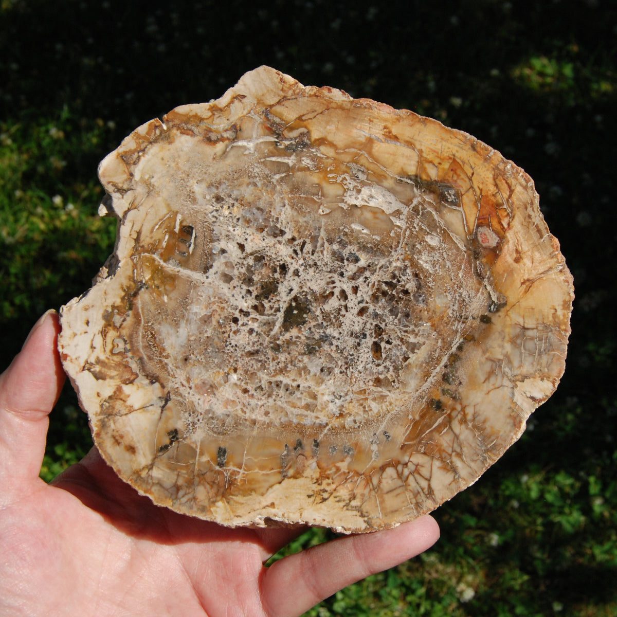 Petrified Wood Slab