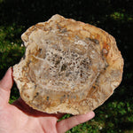 Petrified Wood Slab