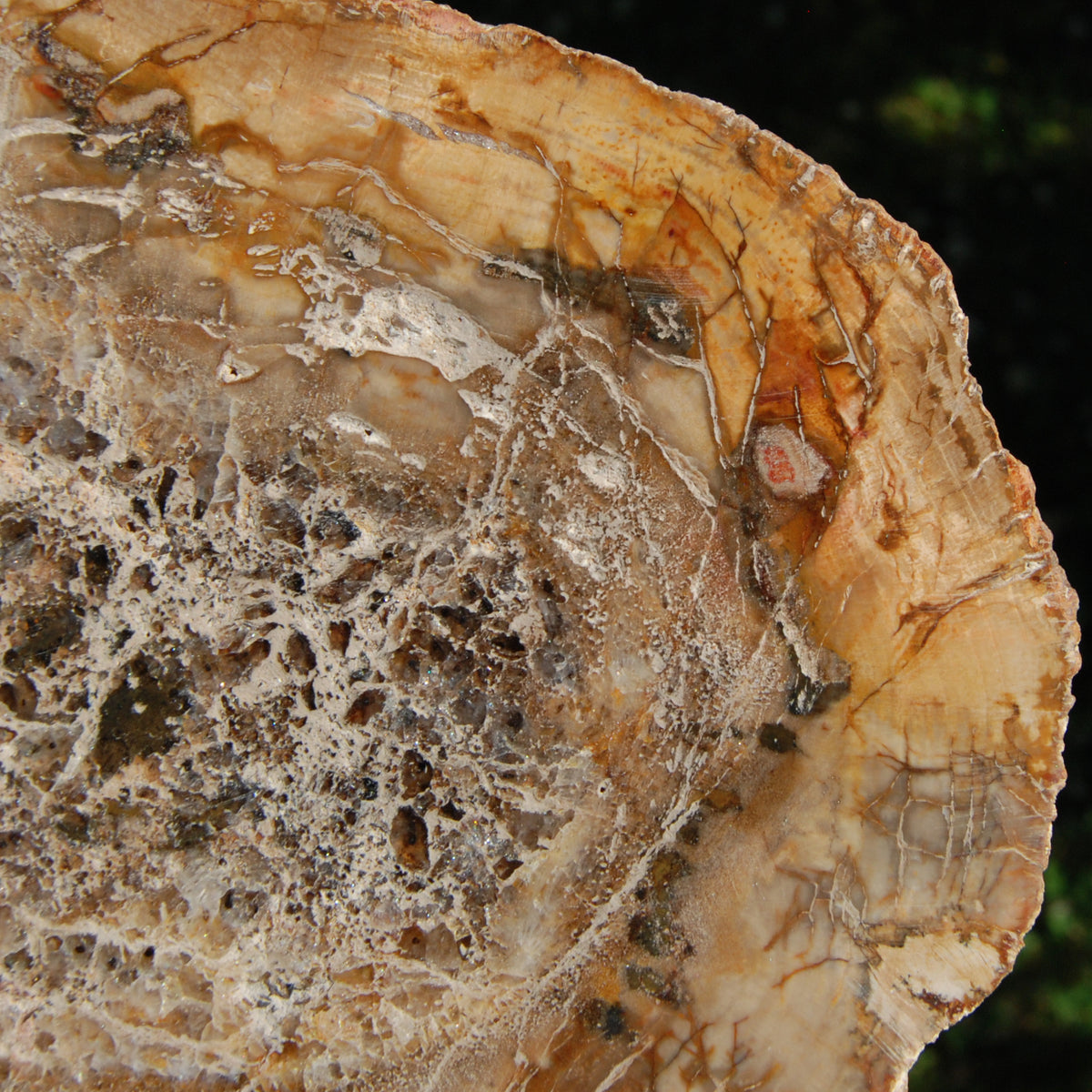 Petrified Wood Slab