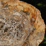 Petrified Wood Slab