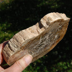 Petrified Wood Slab