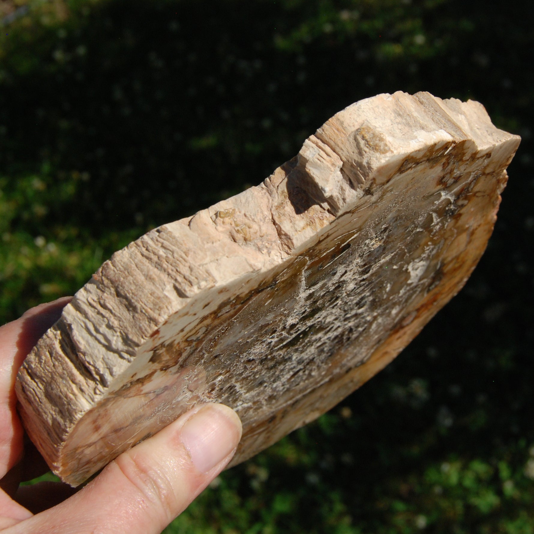 Petrified Wood Slab