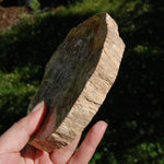 Petrified Wood Slab