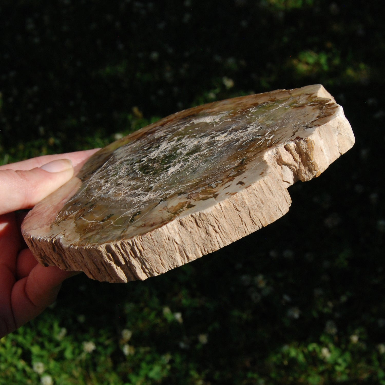Large Petrified Wood Slab - 6" 1.6LB Altar Tile Stone of Transformation, Grounding & Ancient Wisdom
