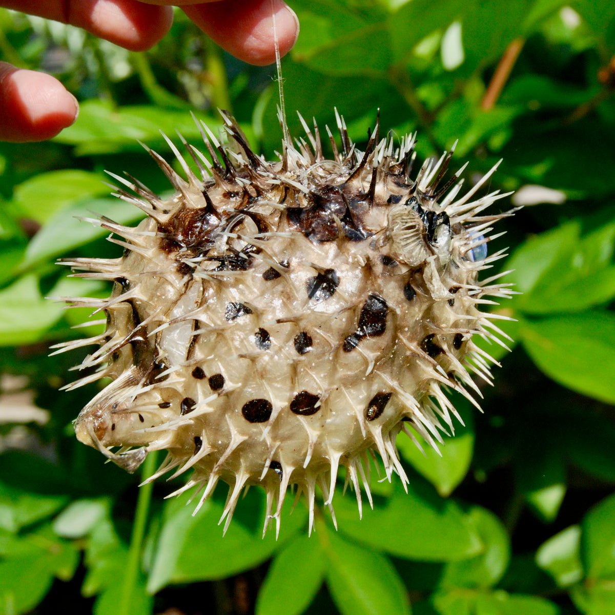 Dried Puffer Fish Specimen, Dried Porcupine Fish Specimen