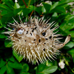 Dried Puffer Fish Specimen, Dried Porcupine Fish Specimen