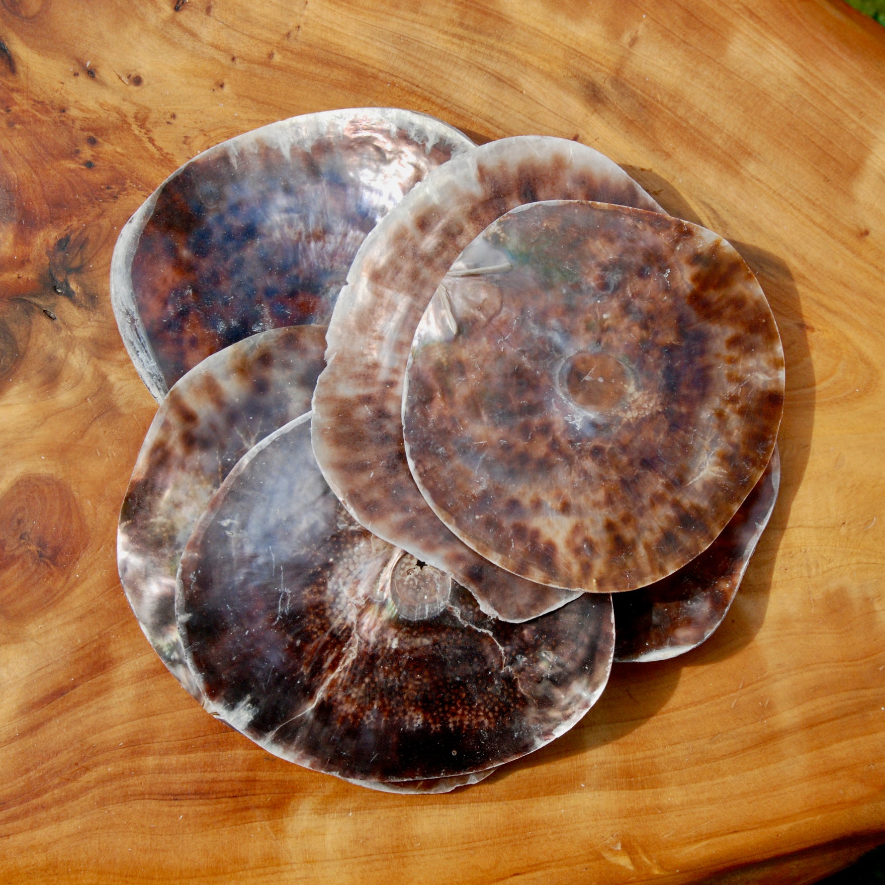 Placuna Cella Shells Raw Capiz Saddle Oyster Seashell